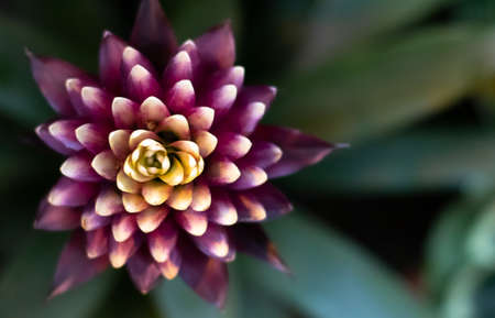 Flower of ficus microcarpa in the botanical garden.の写真素材