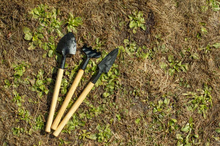 Spring planting and Horticulture. Gardening Tools.の写真素材