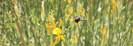 Natural background with flying bee, grass, yellow flowers.