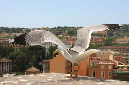 Seagull with outstretched wings against the backdrop of the sights of Romeのeditorial素材