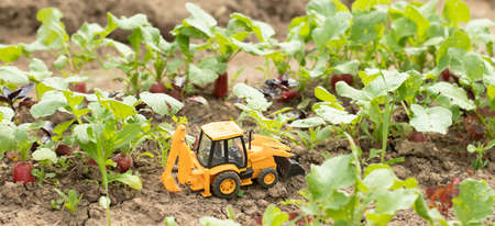 Yellow toy tractor in vegetable garden, growing radishes
