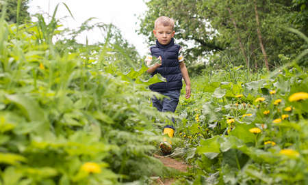 Little boy sniffing lilac bush. Concept of seasonal flowering and allergiesの写真素材