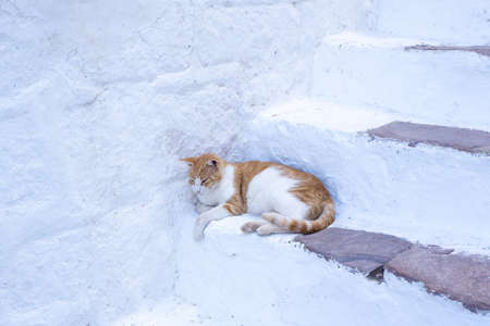 A white-red lazy cat lies on a snow-white staircase in Greeceの写真素材