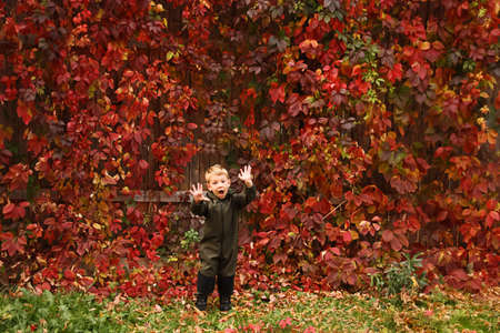 A little boy on a background of yellow-red autumn leaves makes a terrible grimace. Halloween concept