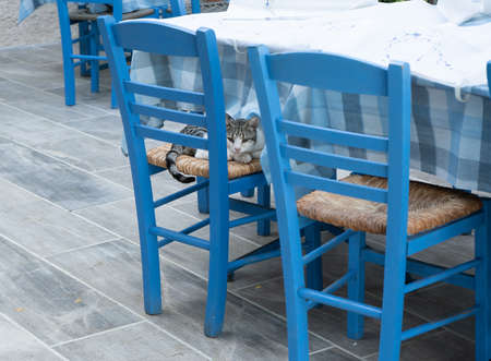 Spotted greek cat lies on a blue chair in a tavernの写真素材