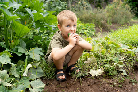 A little boy sits in the garden bed and eats a cucumber. Autumn harvestの写真素材