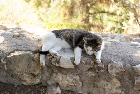 White and gray lazy cat lies on the stones of the old town in Athens, Greeceの写真素材