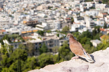 Dove sitting on a brick wall against the background of the city of Athens.の写真素材