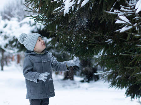 A little boy in a gray coat and a knitted hat touches a snow-covered spruce branch and snow falls on himの写真素材