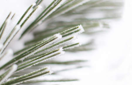 Abstract macro background with pine branch, defocus lights and snow. Copy space.