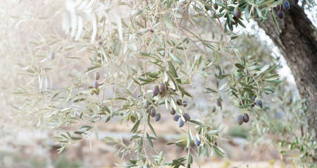 Olive tree with fruits close up. Defocused background. Bannerの写真素材