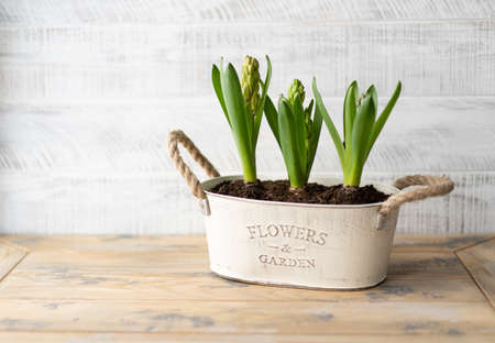 Flower pot with hyacinths and garden tools. Gardening hobby, spring and primroses.の写真素材
