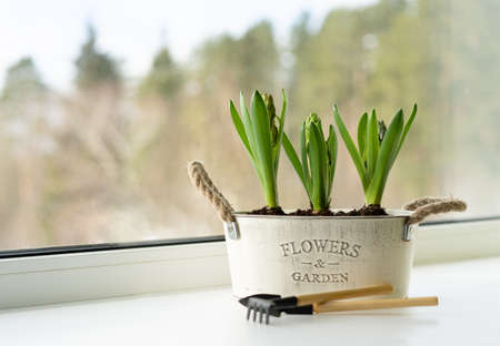 Growing hyacinths on the windowsill. Gardening hobby, spring and primrosesの写真素材