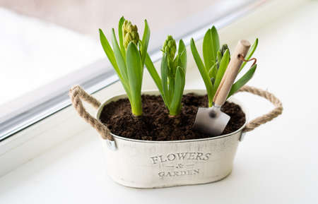 Growing hyacinths on the windowsill. Gardening hobby, spring and primroses