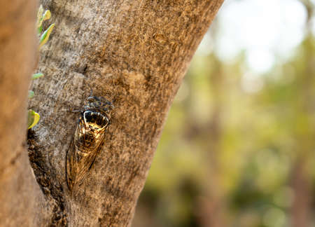 Cicada insect on a tree trunk in Greeceの写真素材