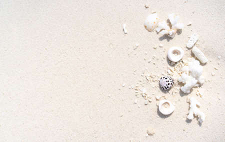 Minimalistic background with white sand and seashells.