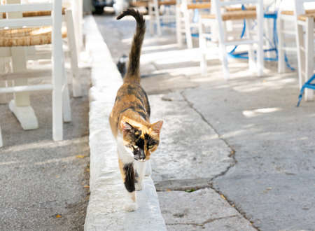 A black-white-ginger greek cat walks the curb next to a street cafe in Athensの写真素材