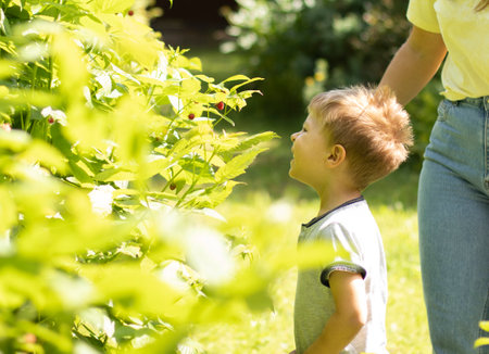 A little boy is standing near a bush with raspberries and is going to pick a berry. Summer vacation concept.の写真素材