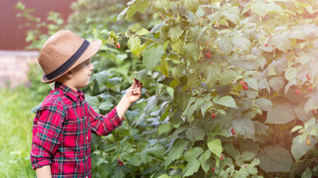 A little boy in a plaid shirt is standing near a bush with raspberries.の写真素材