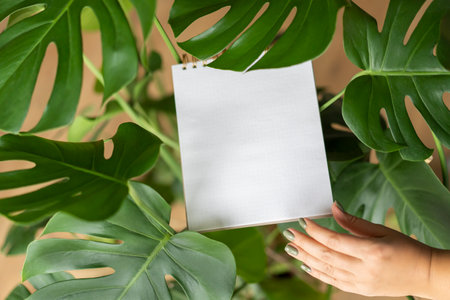 Mockup with a white paper surrounded by monstera leaves. Ecology, beauty concept