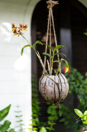 An orchid in a hanging coconut shell pot in the Maldives.の写真素材