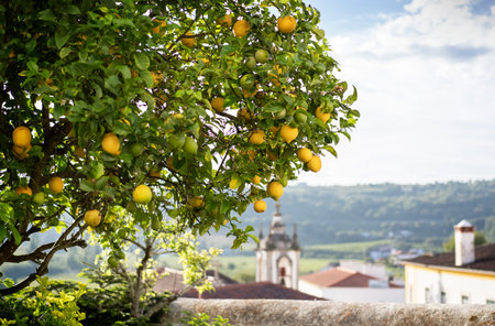 Lemon tree in the sun in the city of Obidos in Portugal.の写真素材