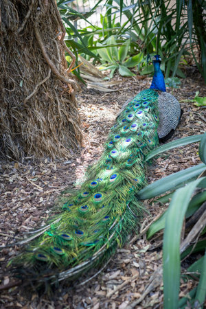 Blue peacock in the botanical garden in Lisbon in Portugal.の写真素材