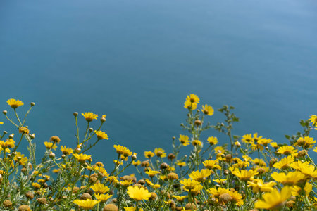 View from above from a cliff on the coast of the Atlantic Ocean near the city of Nazare in Portugal. Yellow wildflowers in the foreground.の写真素材