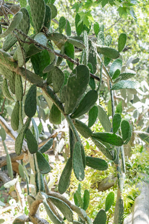 Prickly pear cactus (Opuntia ficus-indica) in botanical garden in Lisbon.の写真素材