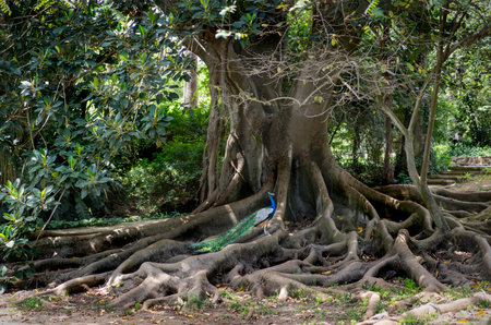 Blue peacock in the botanical garden in Lisbon in Portugal.の写真素材