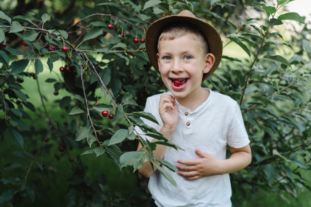 Little blond boy picking cherries in the garden. He holds one berry in his mouth.の写真素材