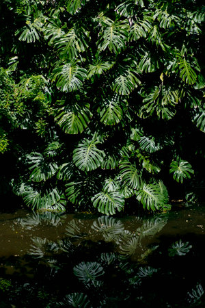Monstera plant in tropical forest, botanical garden.の写真素材