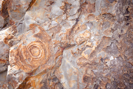 Stone with imprints of ancient marine inhabitants at the mouth of the Chuya and Katun. Chuysky tract. Altai Republic, Russiaの写真素材