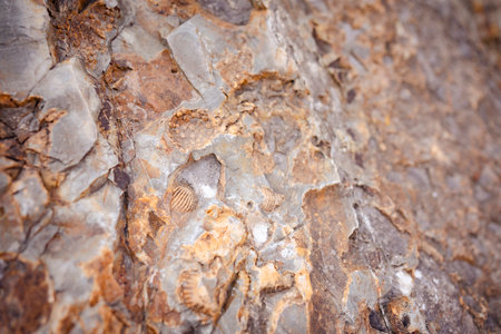 Stone with imprints of ancient marine inhabitants at the mouth of the Chuya and Katun. Chuysky tract. Altai Republic, Russiaの写真素材