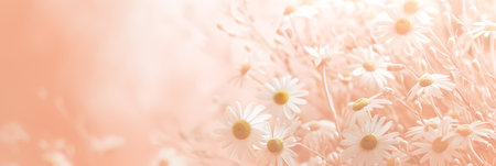 White flowers on a soft pink background with copy space. Concept for Women's Day, Valentine's Day and romantic anniversaries. Banner.の素材