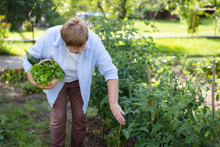 Senior woman is gardening on beautiful sunny dayの写真素材