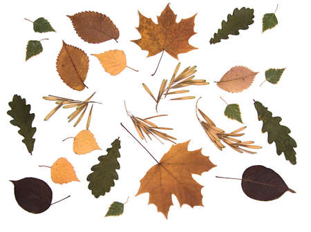 Set autumn leaves and seeds isolated on white background, topview, flatlay. Collection of falling...