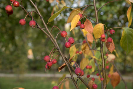red berries on tree branch in the park, autumn landscape