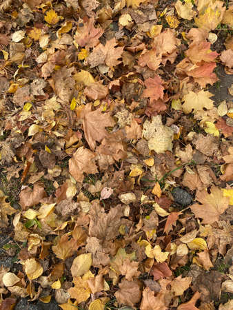 autumn leaves on the ground, texture