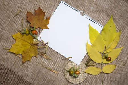 Mockup scene. Blank square notepad, maple leaves, dry seeds, straw and rose hips on brown sackcloth background. Flat lay, top view. Autumn nature style.の写真素材