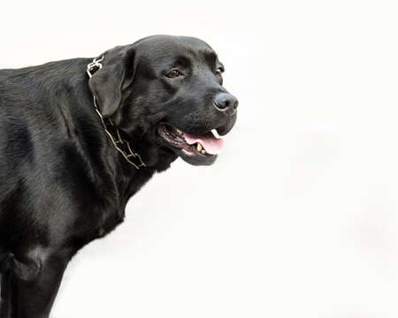 Black labrador retriever dog standing. White background. Copy space, isolated on white.の写真素材