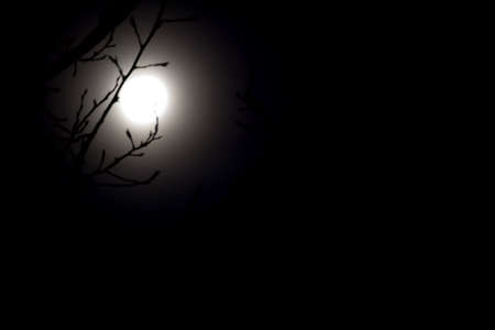 night sky with moon and tree silhouette