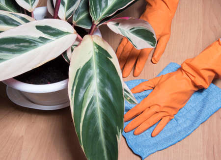 Housewife cleaning the house, wipes dust from brawn table with a blue cleaning rag. Household chores. Domestic home cleaning. Cleaning service concept at home, apartments, hotelsの写真素材