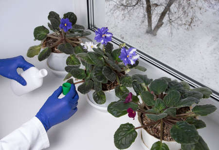 Caring for houseplants in the winter. Woman hands fertilizes pot plants on windowsill. Violets plant...