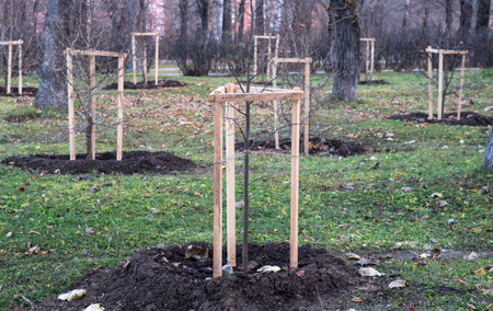 Planting trees in autumn in the city park. Using stake to help it grow.の写真素材