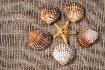 Seashells and sea star on gunny background. Natural eco concept