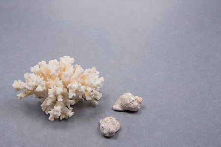Natural branch of sea white coral and seashell on gray background. Copyspace for text