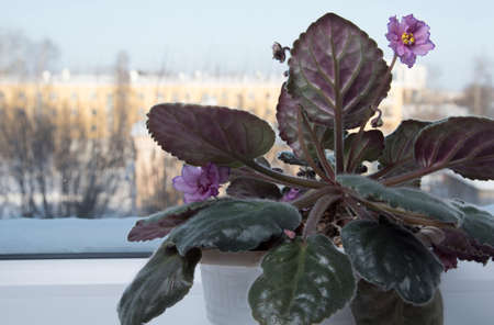 Viola potted flower on windowsill at winter, snow outside. Home gardeningの写真素材