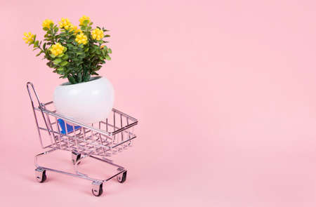 Spring banner with potted flowers in shopping cart on pink background with copy space for design. Flower delivery minimal concept. Hello, spring.の写真素材