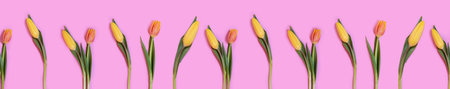 Tulip flowers on pink background, seamless patternの写真素材